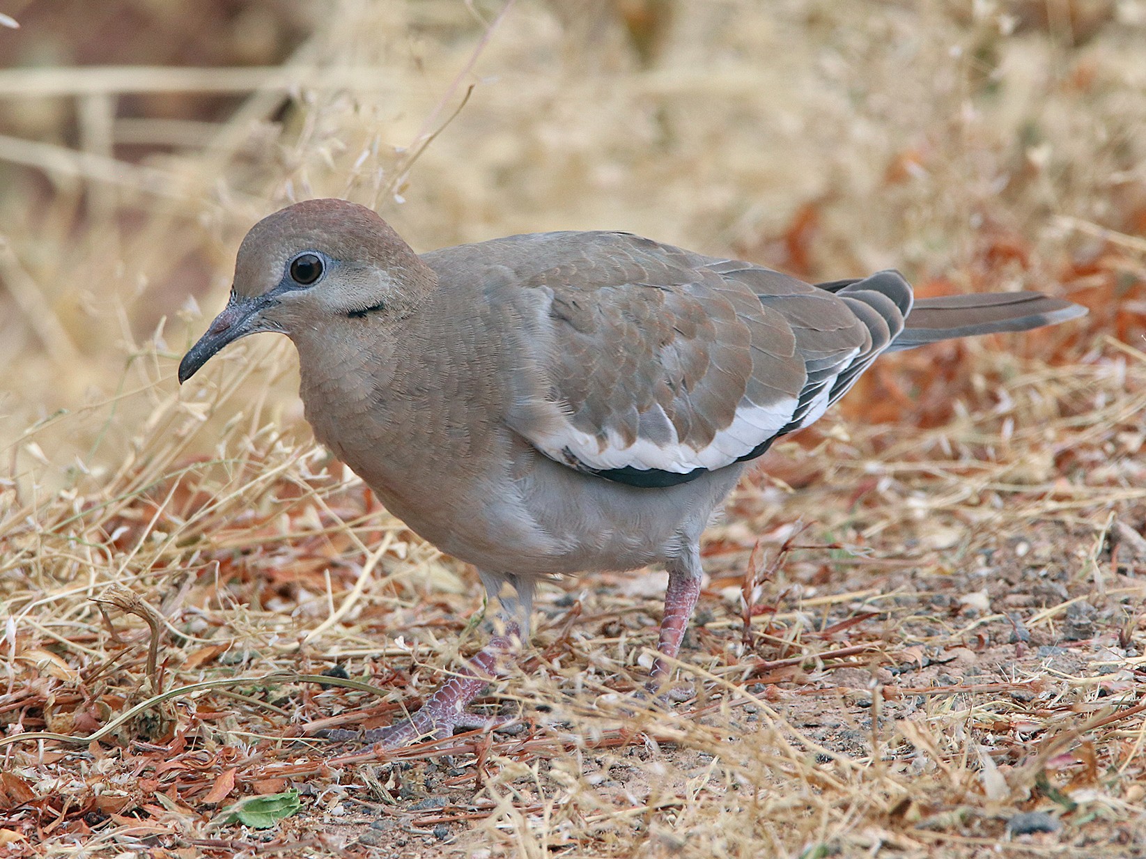 White-winged Dove - Tim Avery