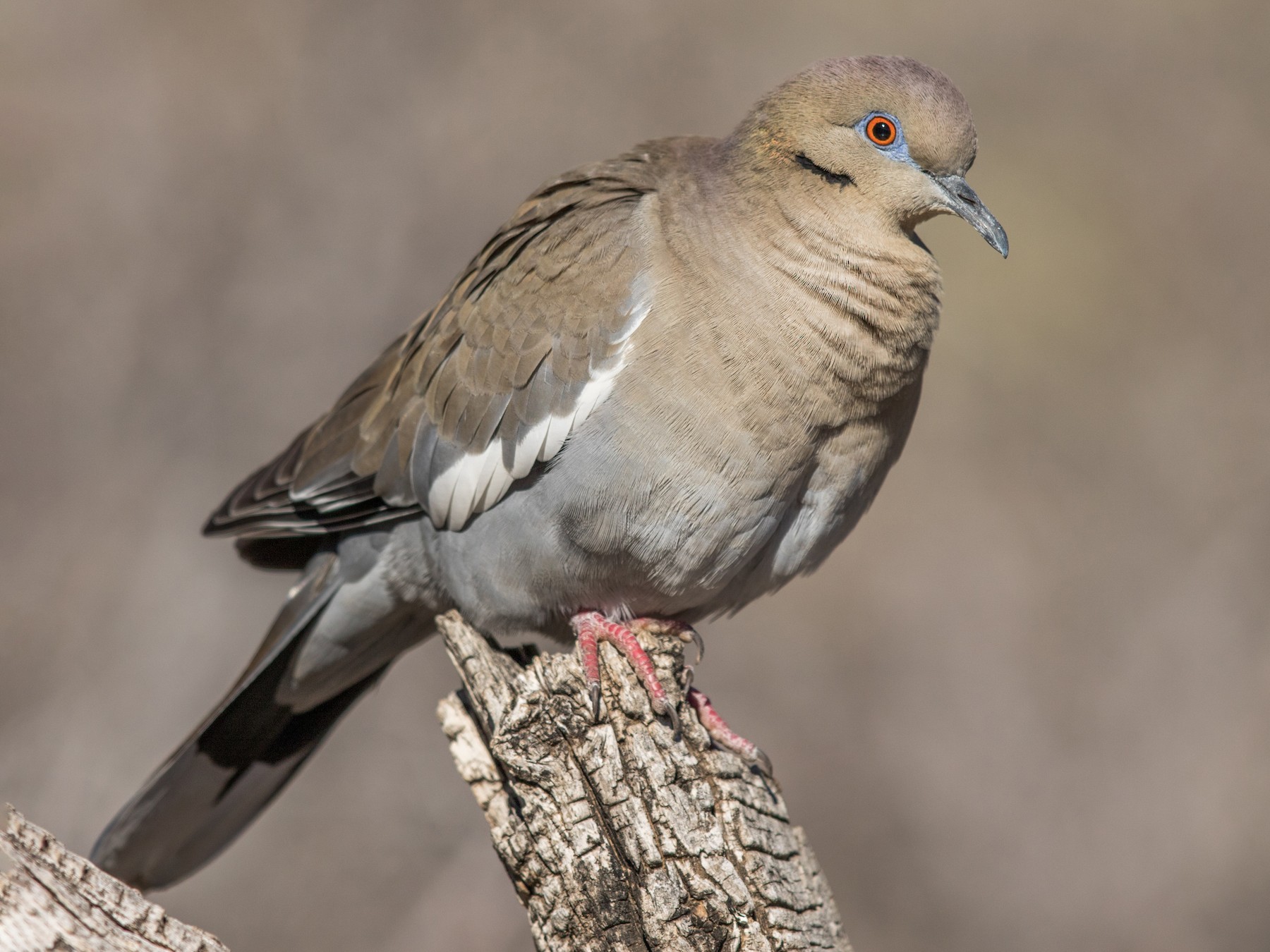 White Winged Dove