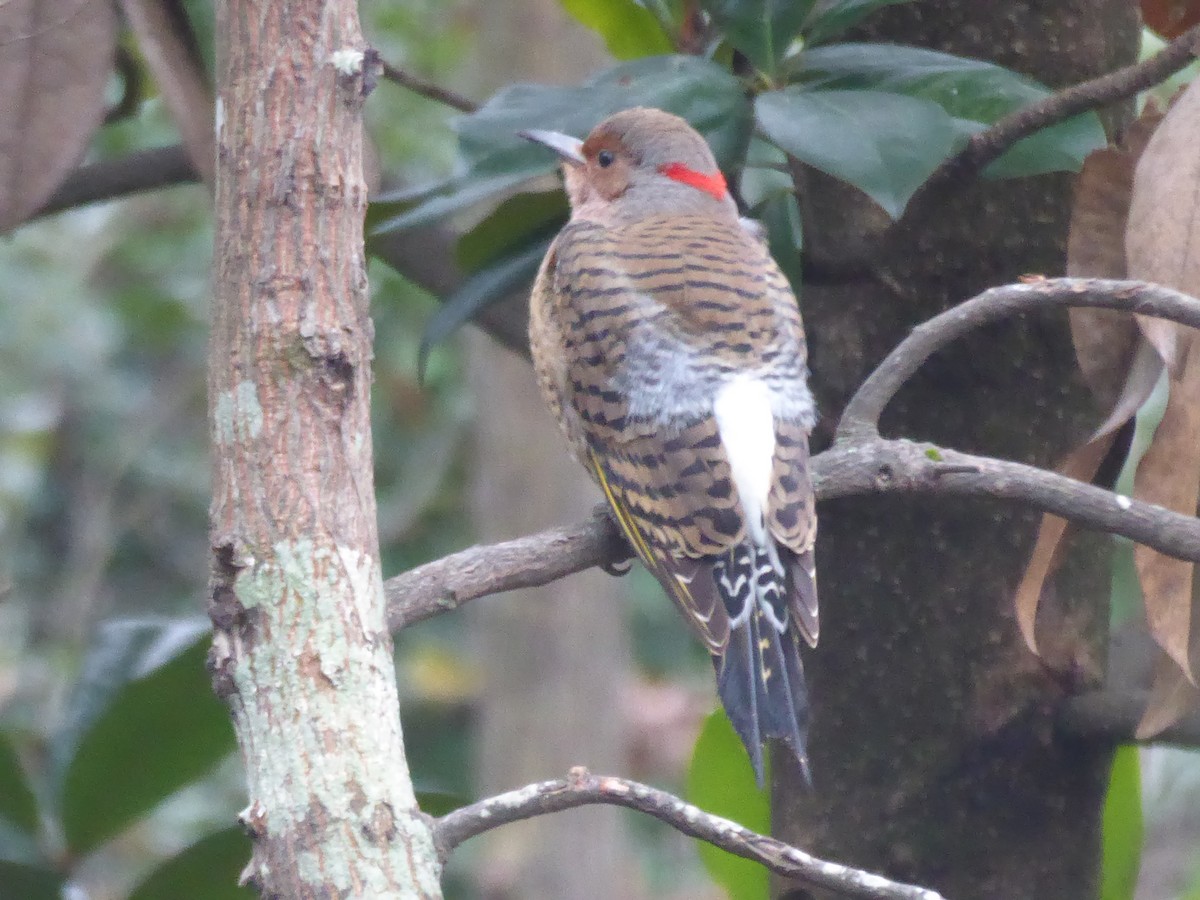 Northern Flicker (Yellow-shafted) - ML308432481