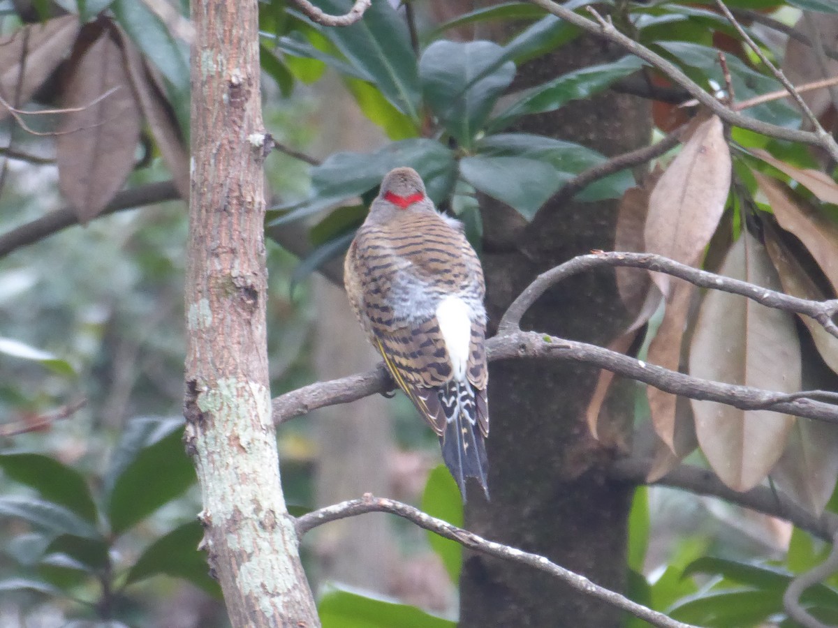 Northern Flicker (Yellow-shafted) - ML308432491