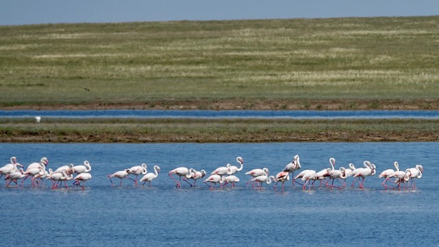 Birds in their breeding habitat; Aqmola oblysy, Kazakhstan. - Greater Flamingo - 