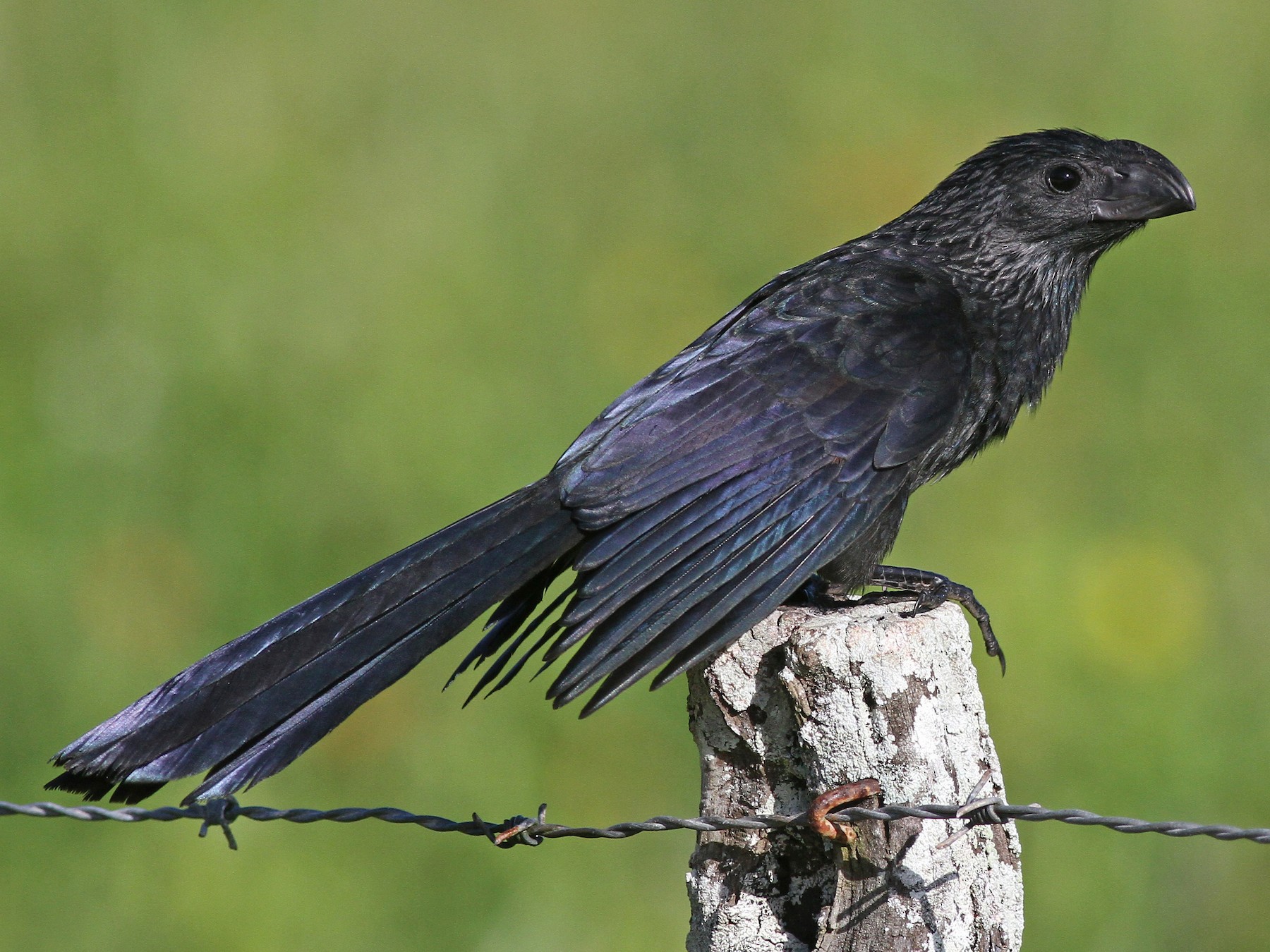 Groove-billed Ani - Michael McCloy