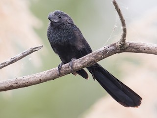 Crotophaga sulcirostris
