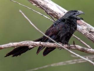 Adult - Robert Gallucci - ML308435871