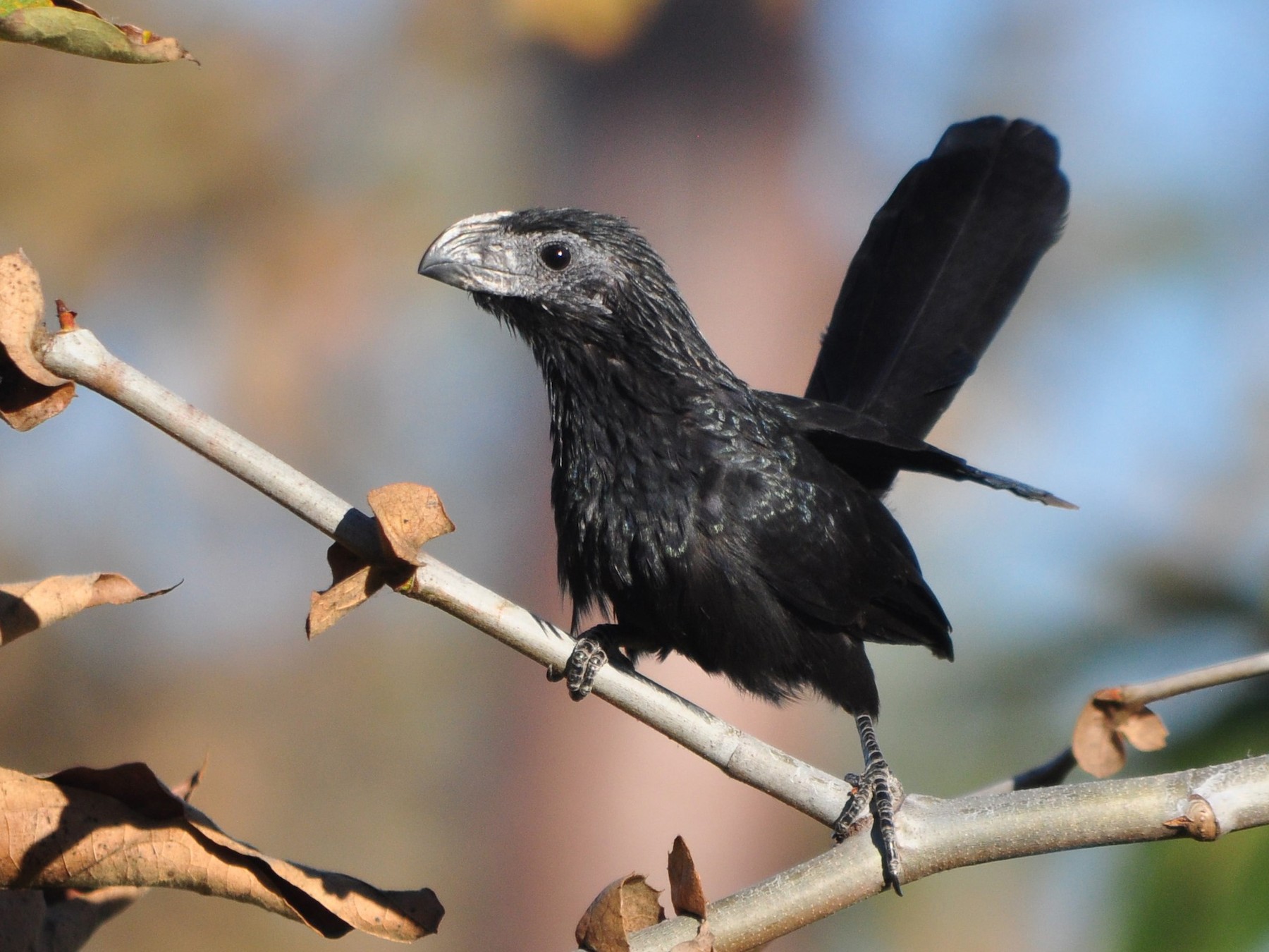 Groove-billed Ani - Drew Beamer