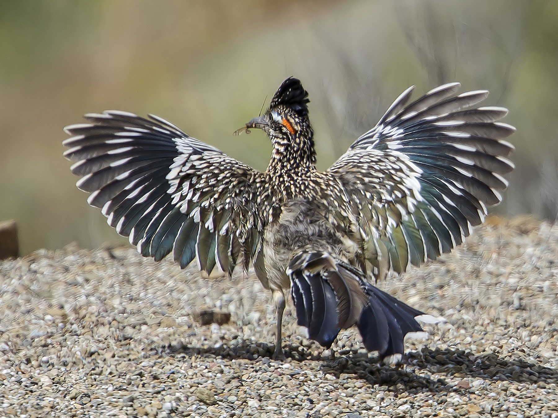 Roadrunner Bird Facts  Geococcyx californianus, Geococcyx velox - A-Z  Animals