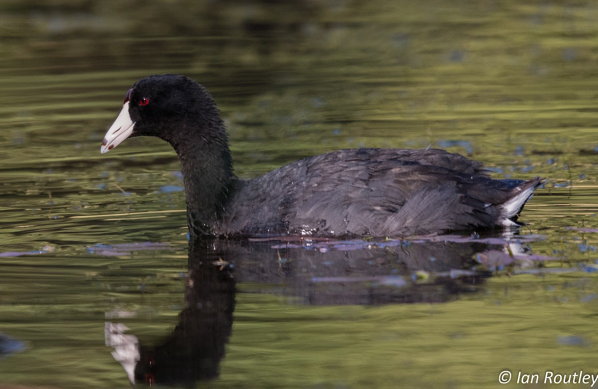 American Coot (Red-shielded) - Ian Routley