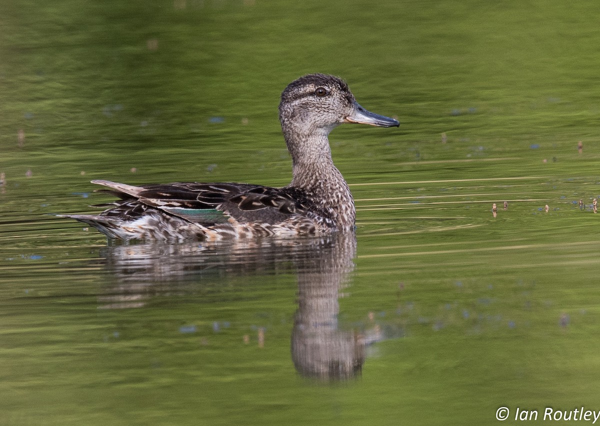 Green-winged Teal - ML30845371