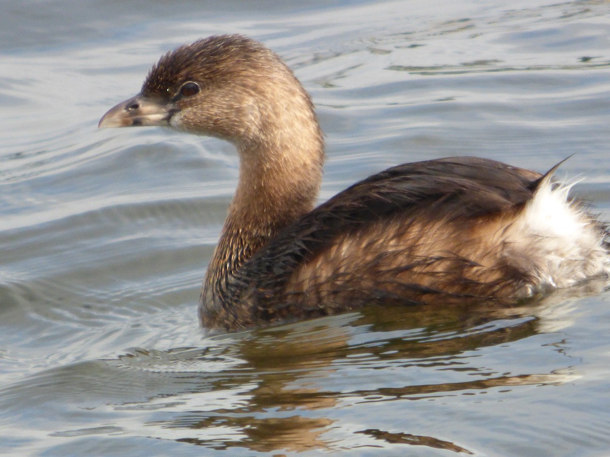 Pied-billed Grebe - Betty Holcomb