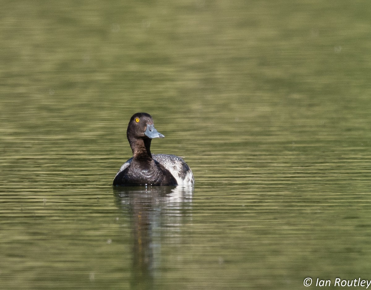 Lesser Scaup - Ian Routley