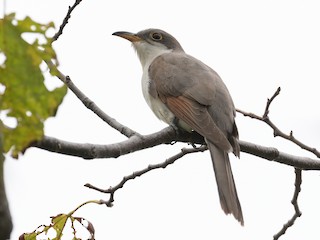 Взрослая/молодая птица - Blair Dudeck - ML308455871