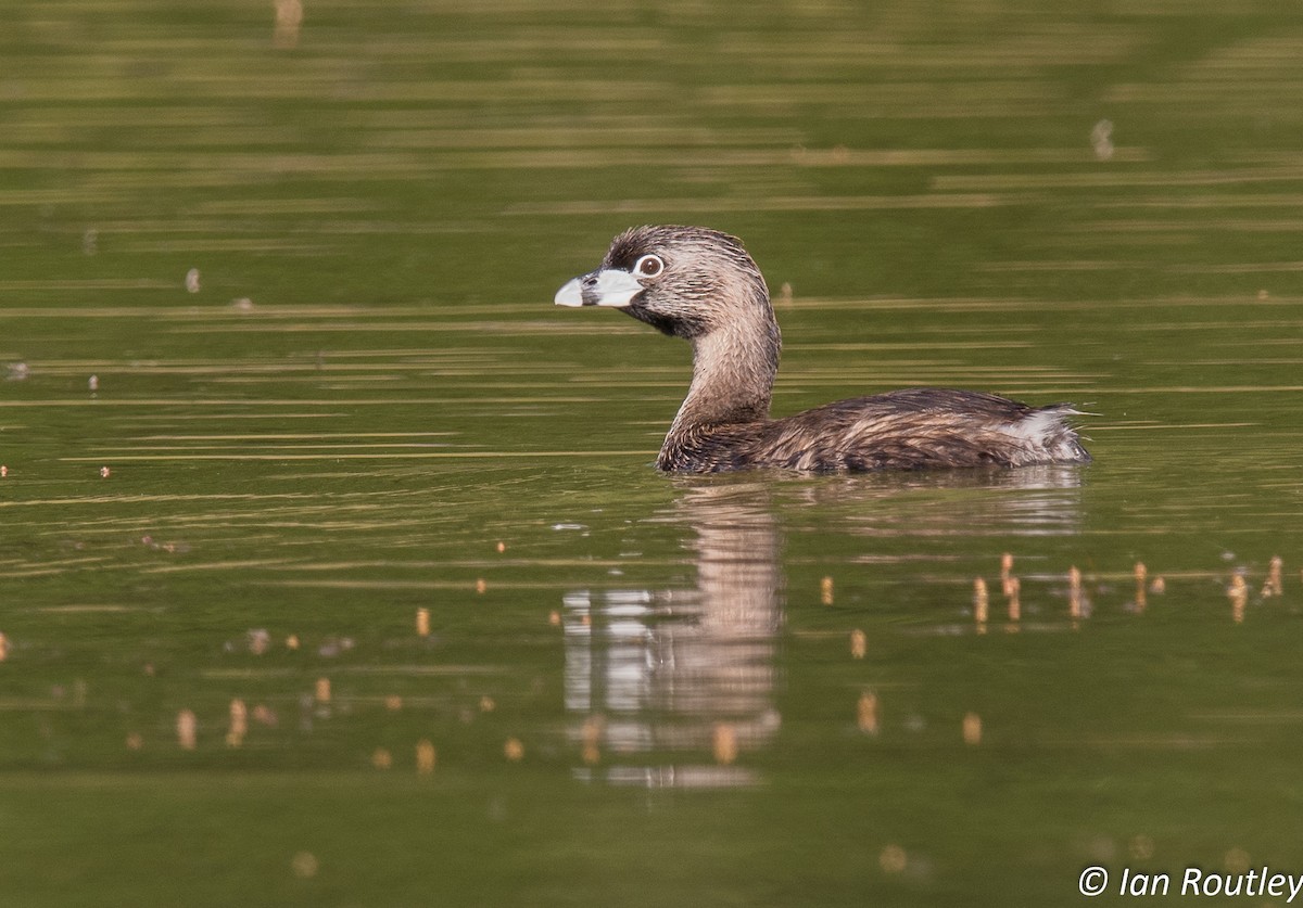 Pied-billed Grebe - Ian Routley