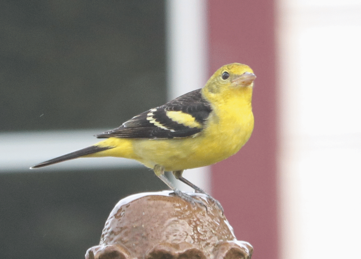 Western Tanager - ML308461481