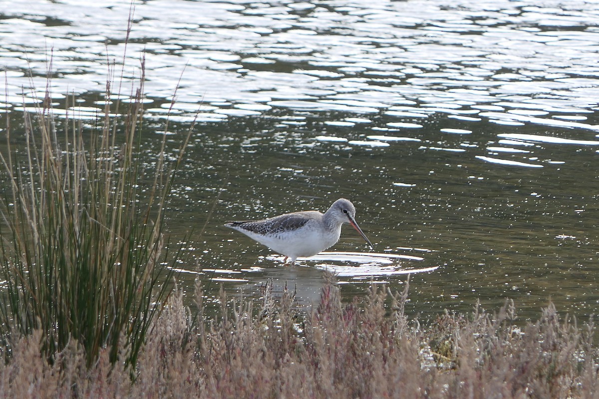 Spotted Redshank - ML308463111