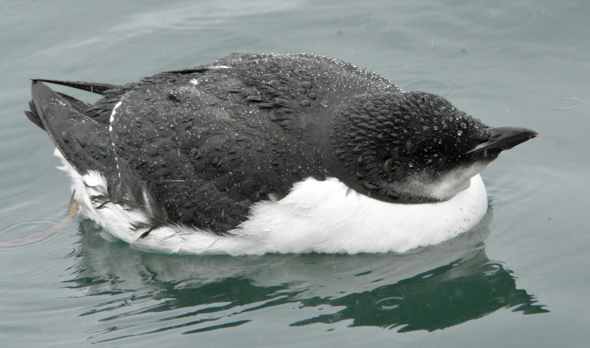 Thick-billed Murre - ML308466571