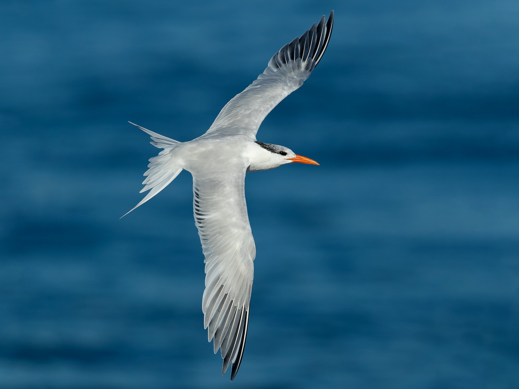 Royal Tern - Dorian Anderson