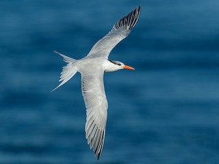 Nonbreeding adult - Dorian Anderson - ML308469081