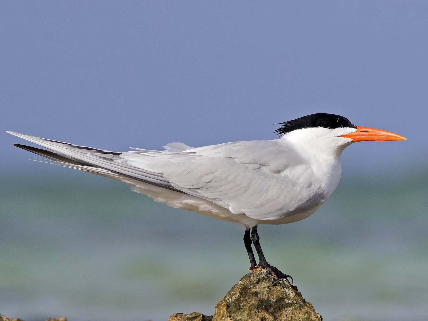 Royal Tern - Denny Swaby