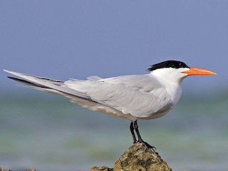 นกเต็มวัยในฤดูผสมพันธุ์ - Denny Swaby - ML308469271