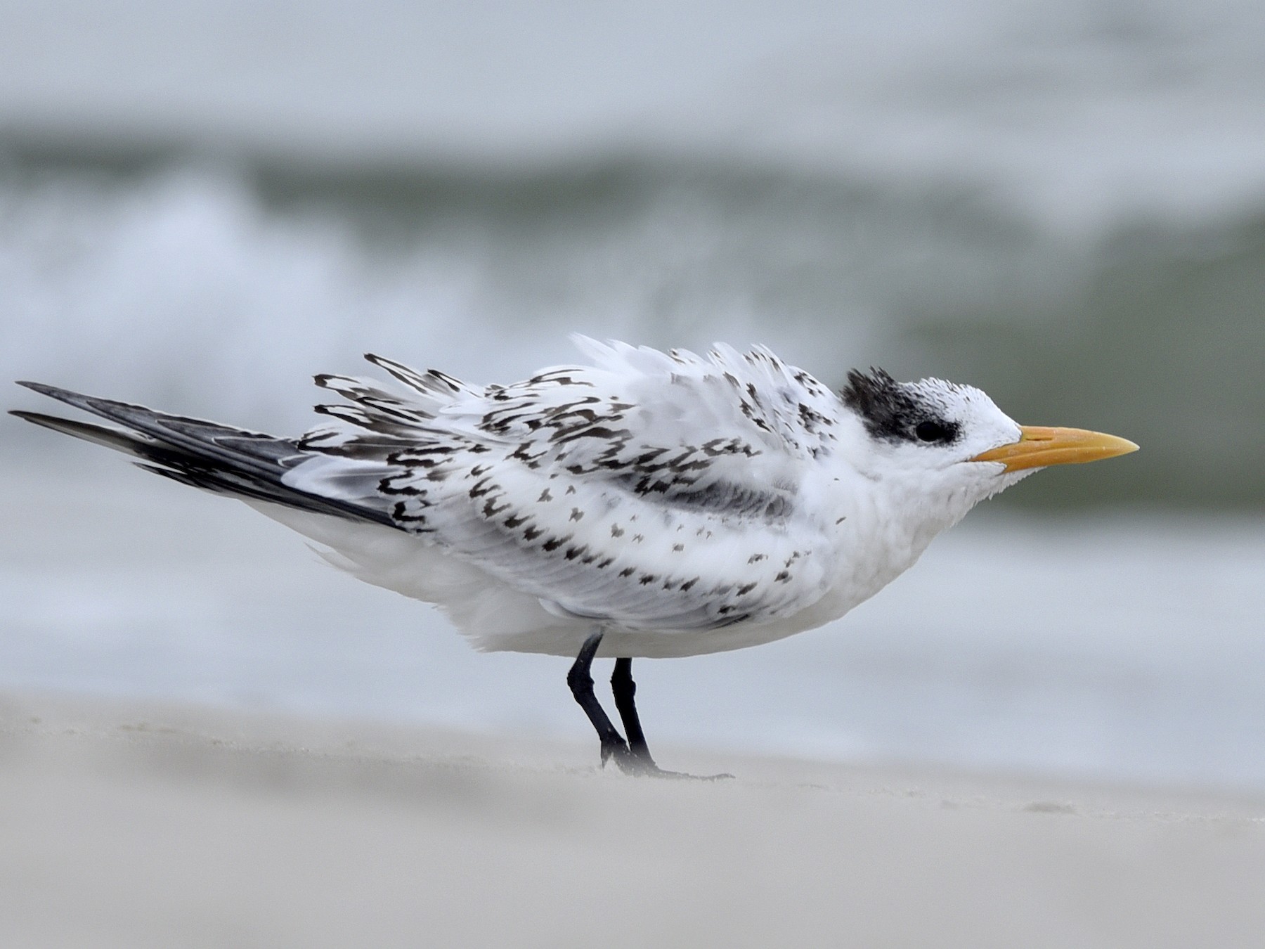 Royal Tern - Daniel Irons