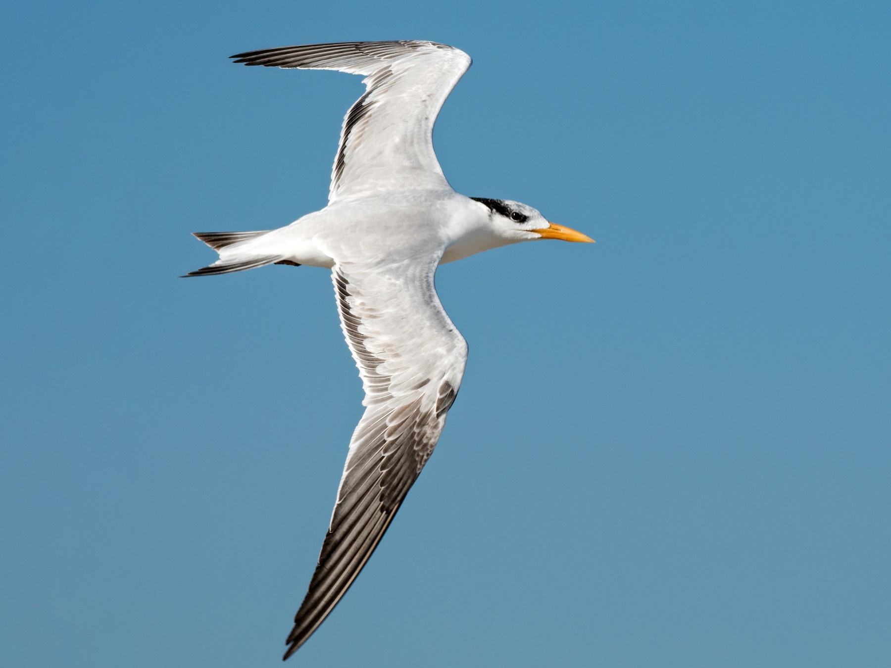 Royal Tern - Matthew Addicks