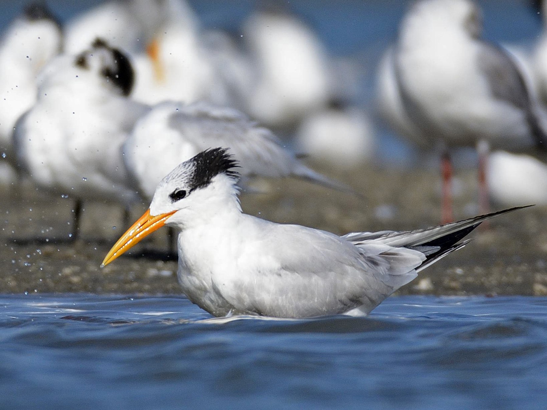 Royal Tern - eBird