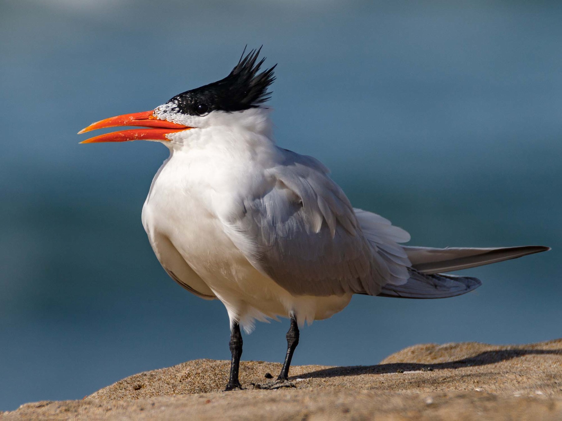 Royal Tern - Chezy Yusuf