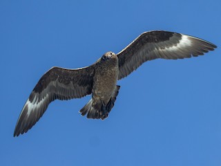  - Great Skua