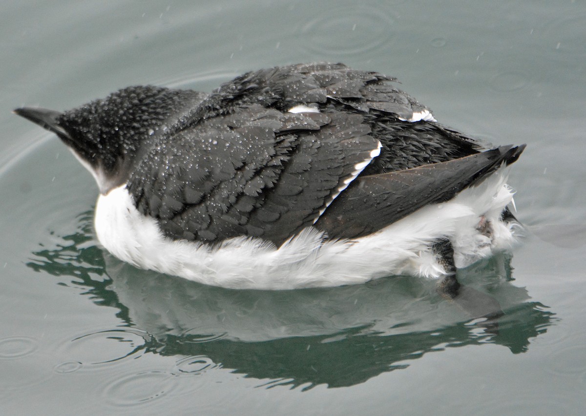 Thick-billed Murre - ML308471861