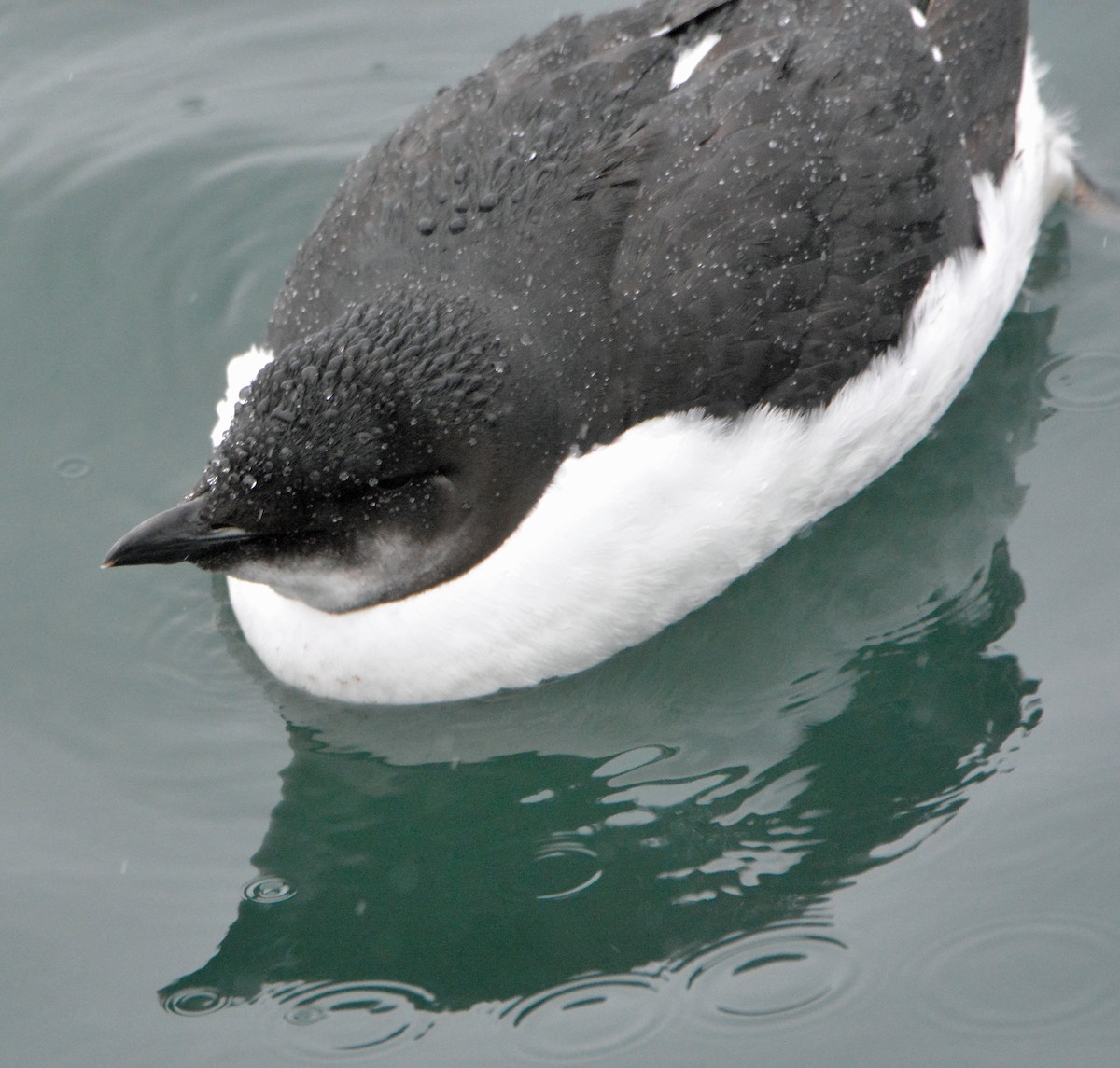 Thick-billed Murre - ML308471881