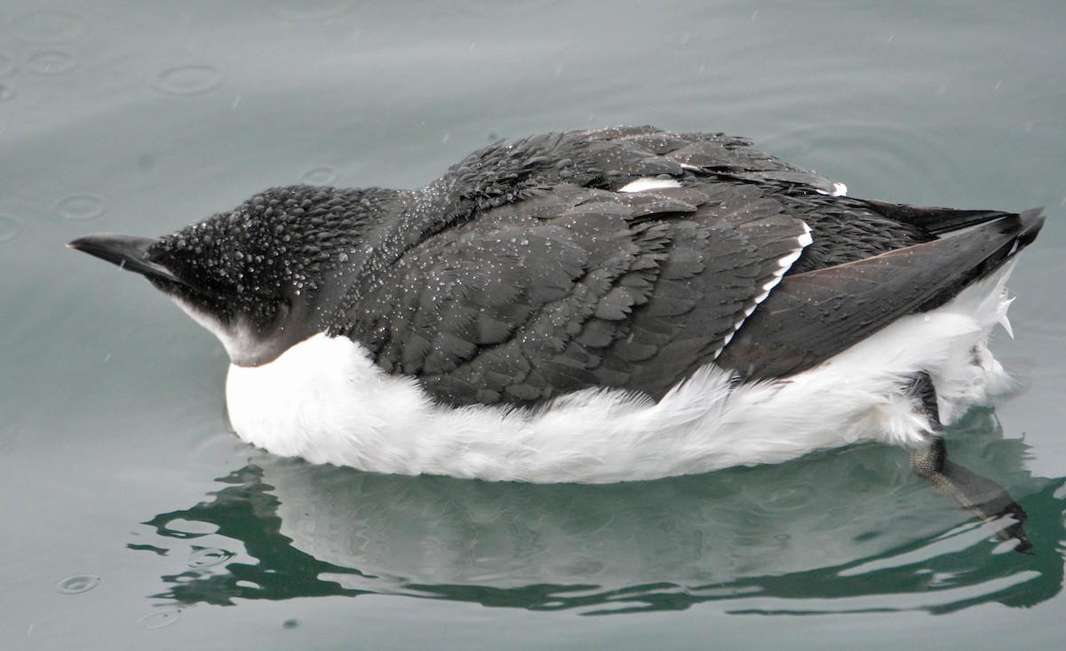 Thick-billed Murre - ML308471891