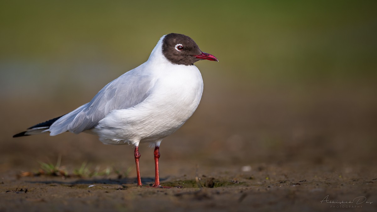 Mouette rieuse - ML308473801