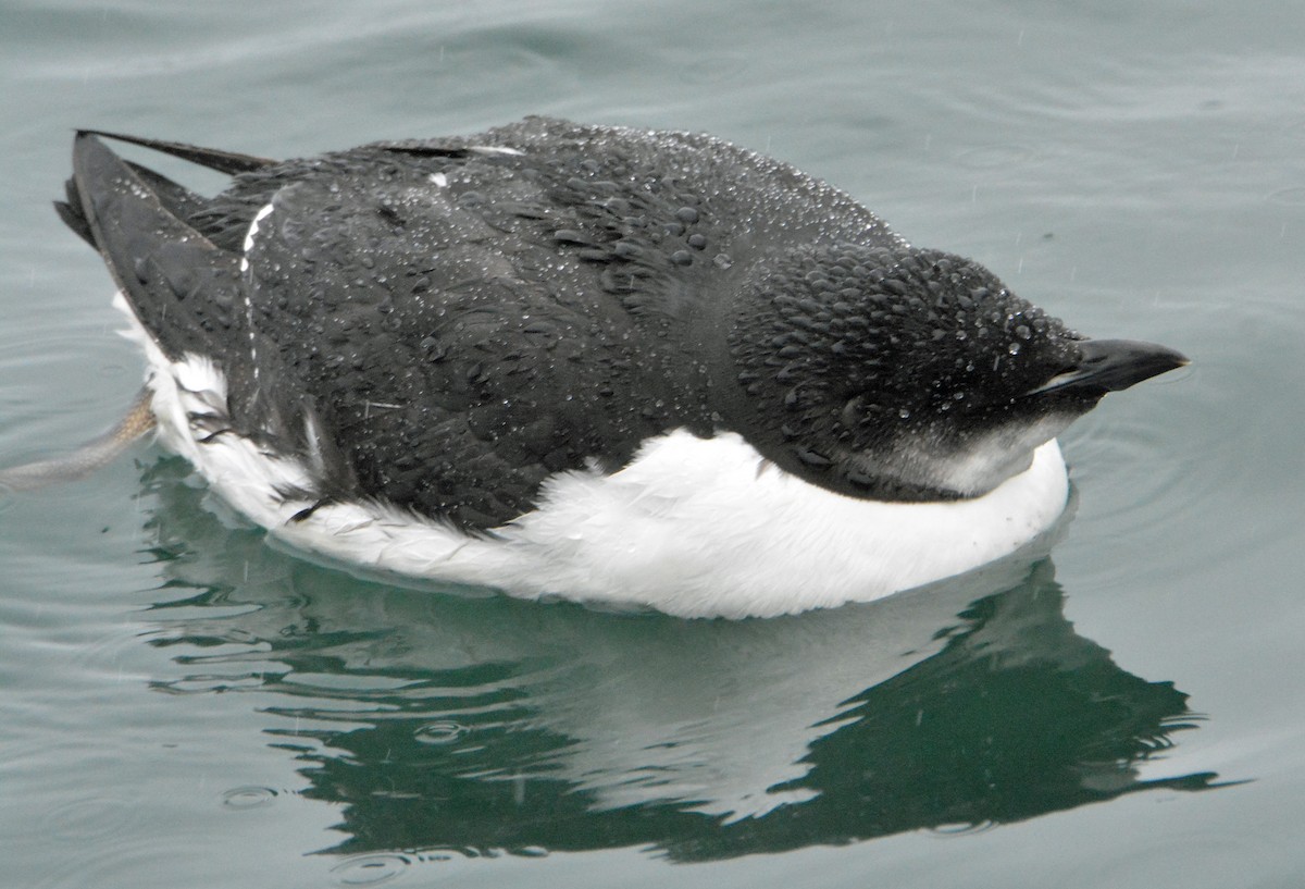 Thick-billed Murre - ML308473821