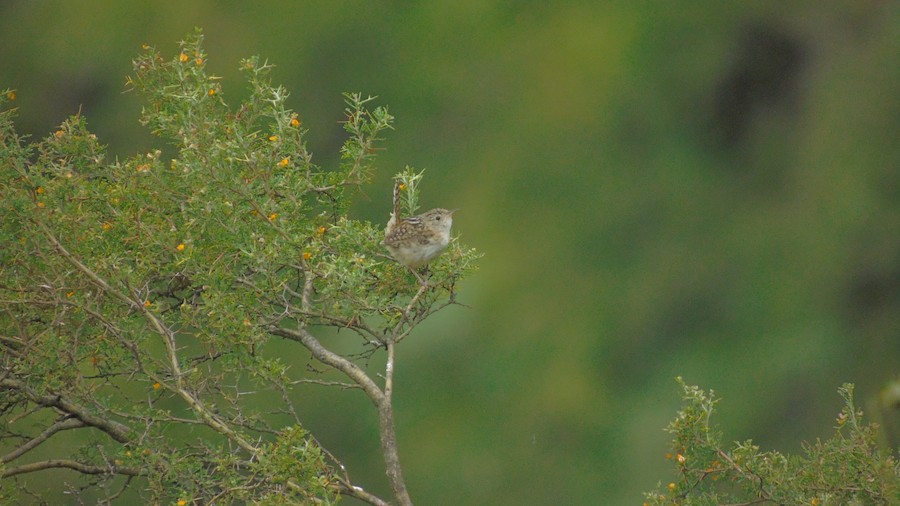 Saltapared Sabanero (tucumanus) - eBird