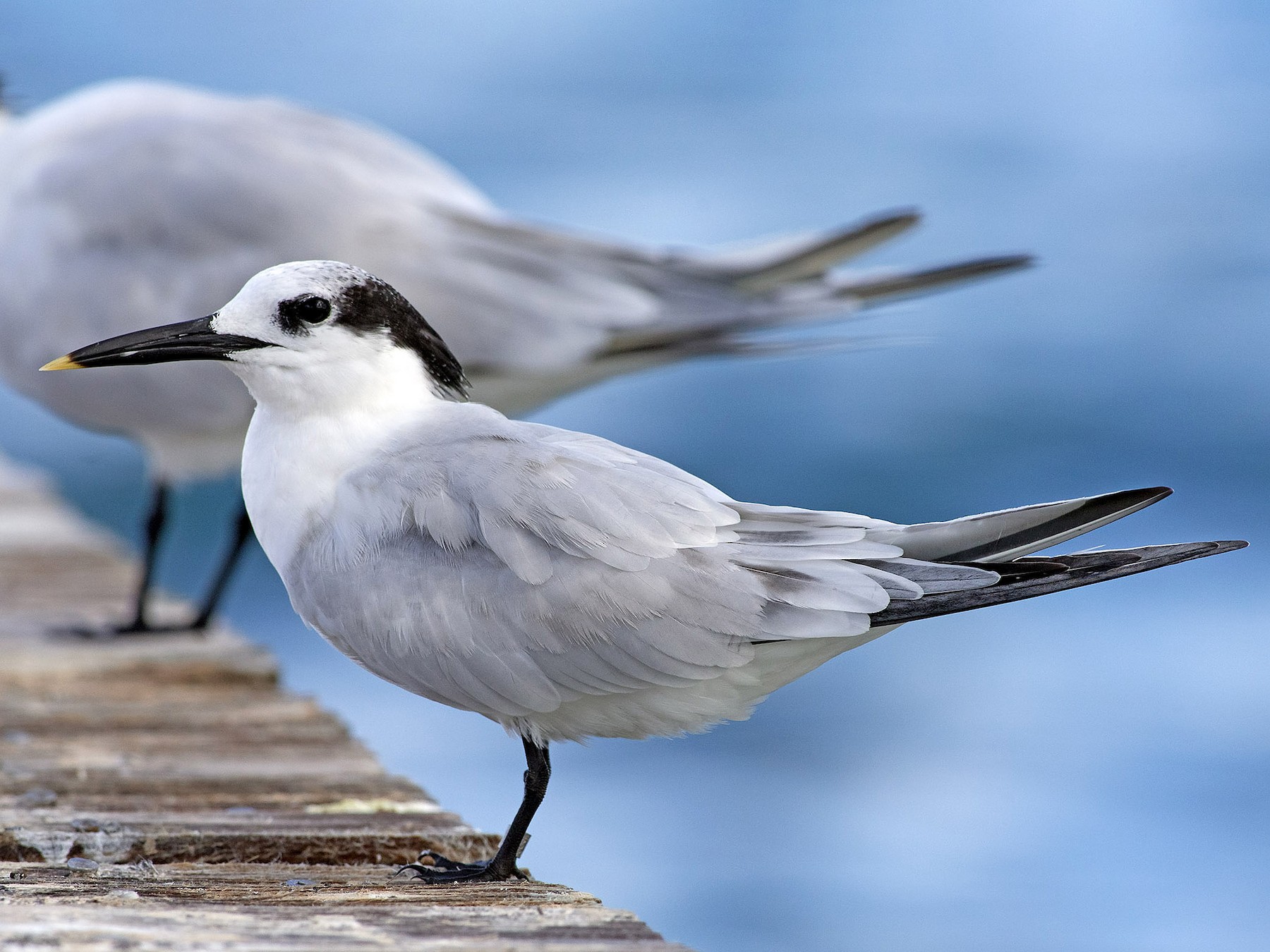 Sandwich Tern - Denny Swaby