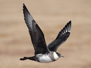 นกเต็มวัย ชุดขนสีอ่อน - Tyler Ficker - ML308475761