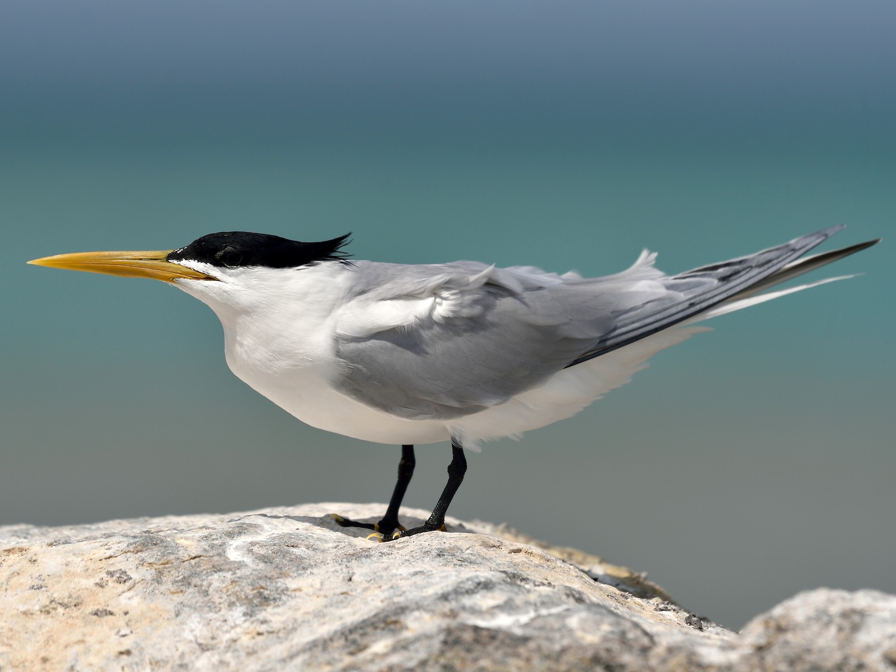 Sandwich Tern - Michiel Oversteegen