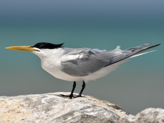 นกเต็มวัยในฤดูผสมพันธุ์ (Cayenne) - Michiel Oversteegen - ML308475811