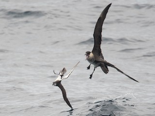 นกเต็มวัย ชุดขนสีอ่อน - Derek Rogers - ML308475981
