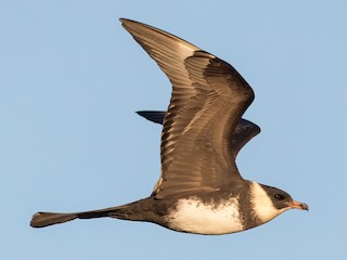 นกเต็มวัย ชุดขนสีอ่อน - Ian Davies - ML308476091