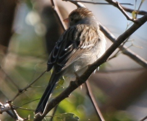 Clay-colored Sparrow - ML308476171