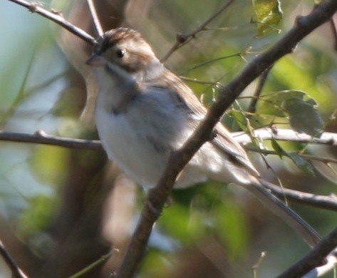 Clay-colored Sparrow - ML308476251
