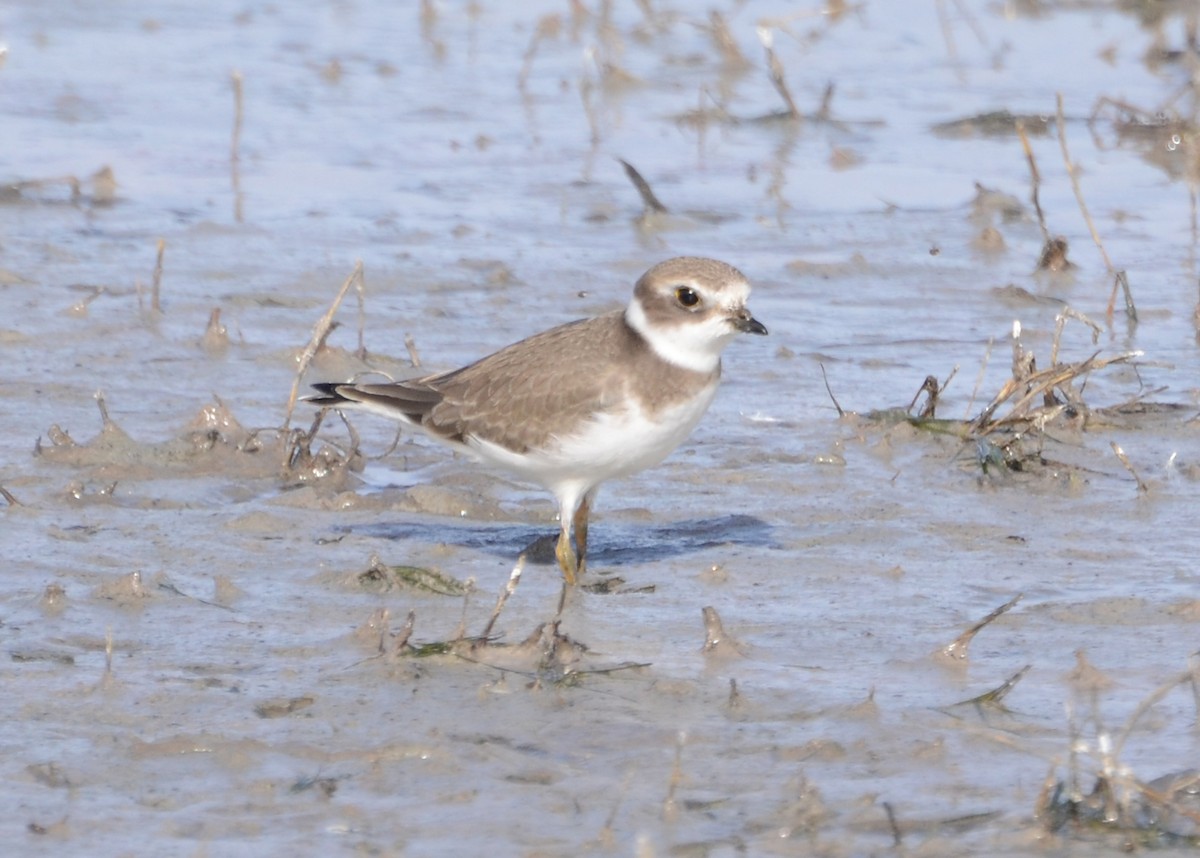 Semipalmated Plover - ML30847751
