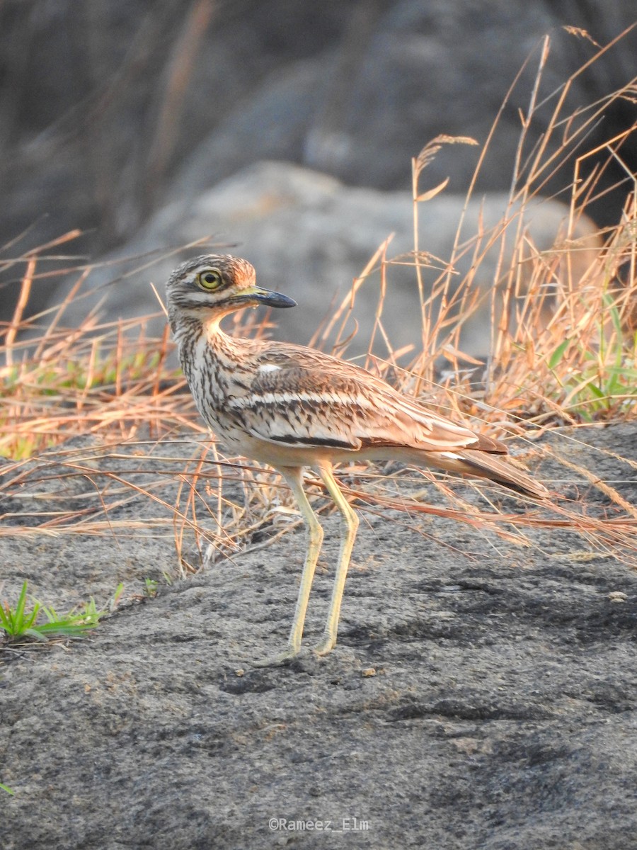 Indian Thick-knee - ML308478491