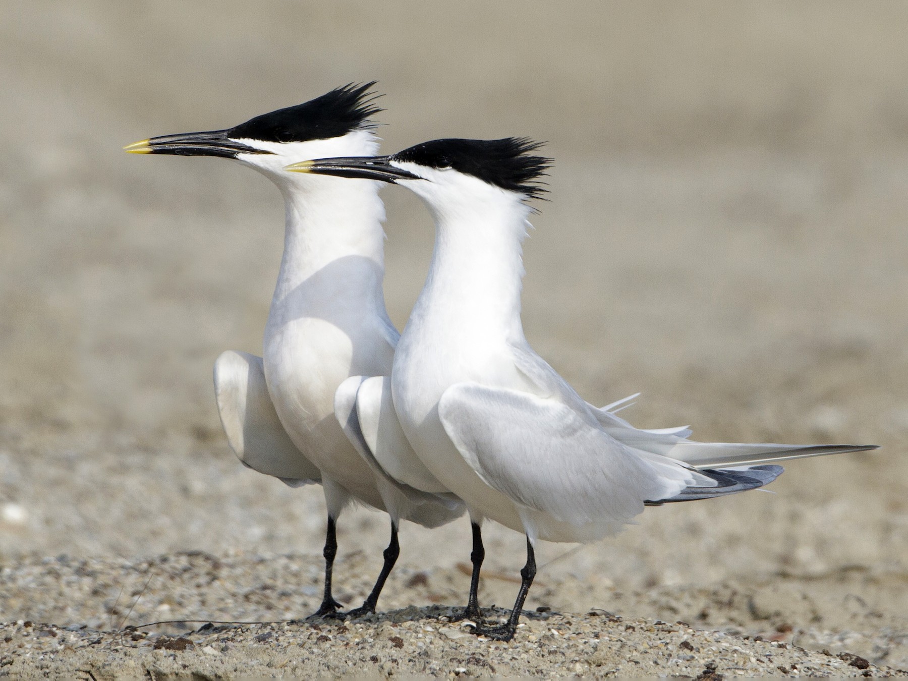 Sandwich Tern - Brian Sullivan