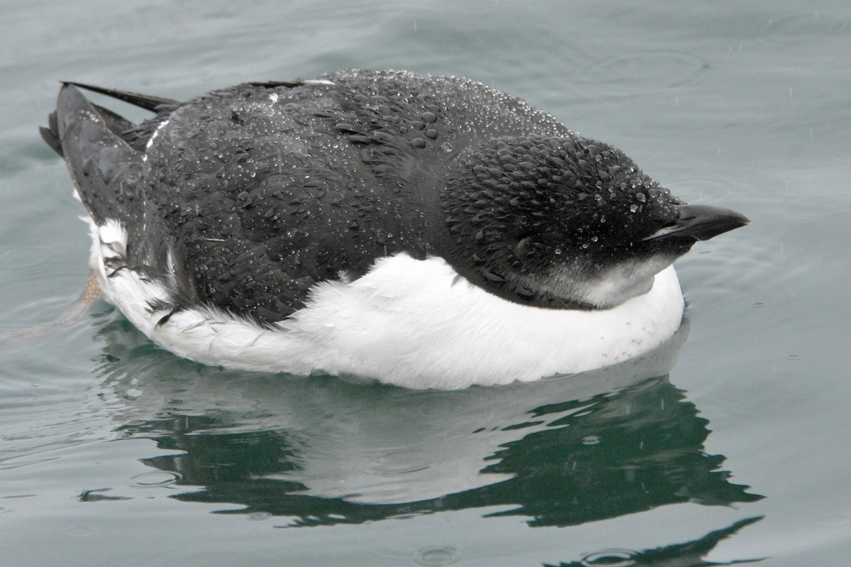 Thick-billed Murre - ML308481261