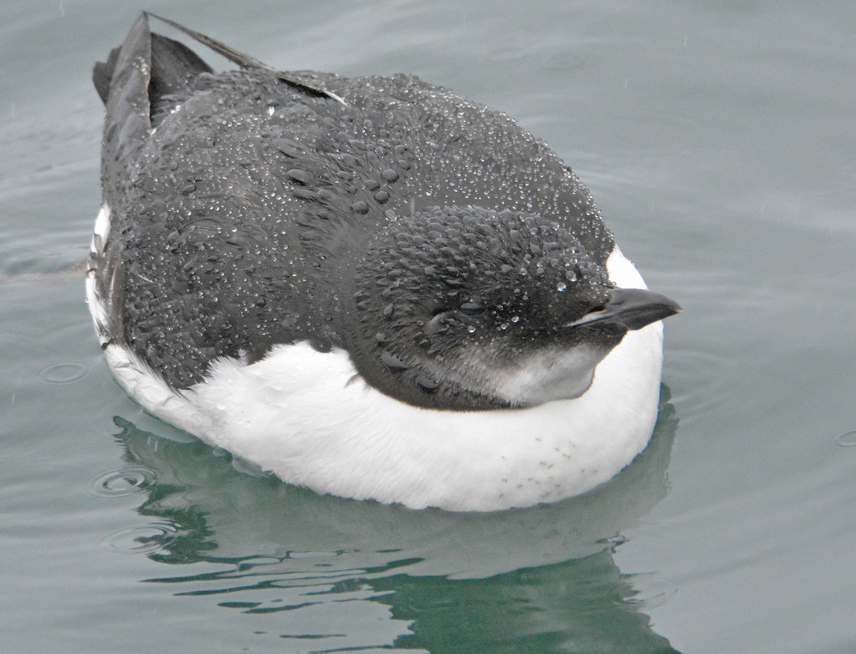 Thick-billed Murre - ML308481351