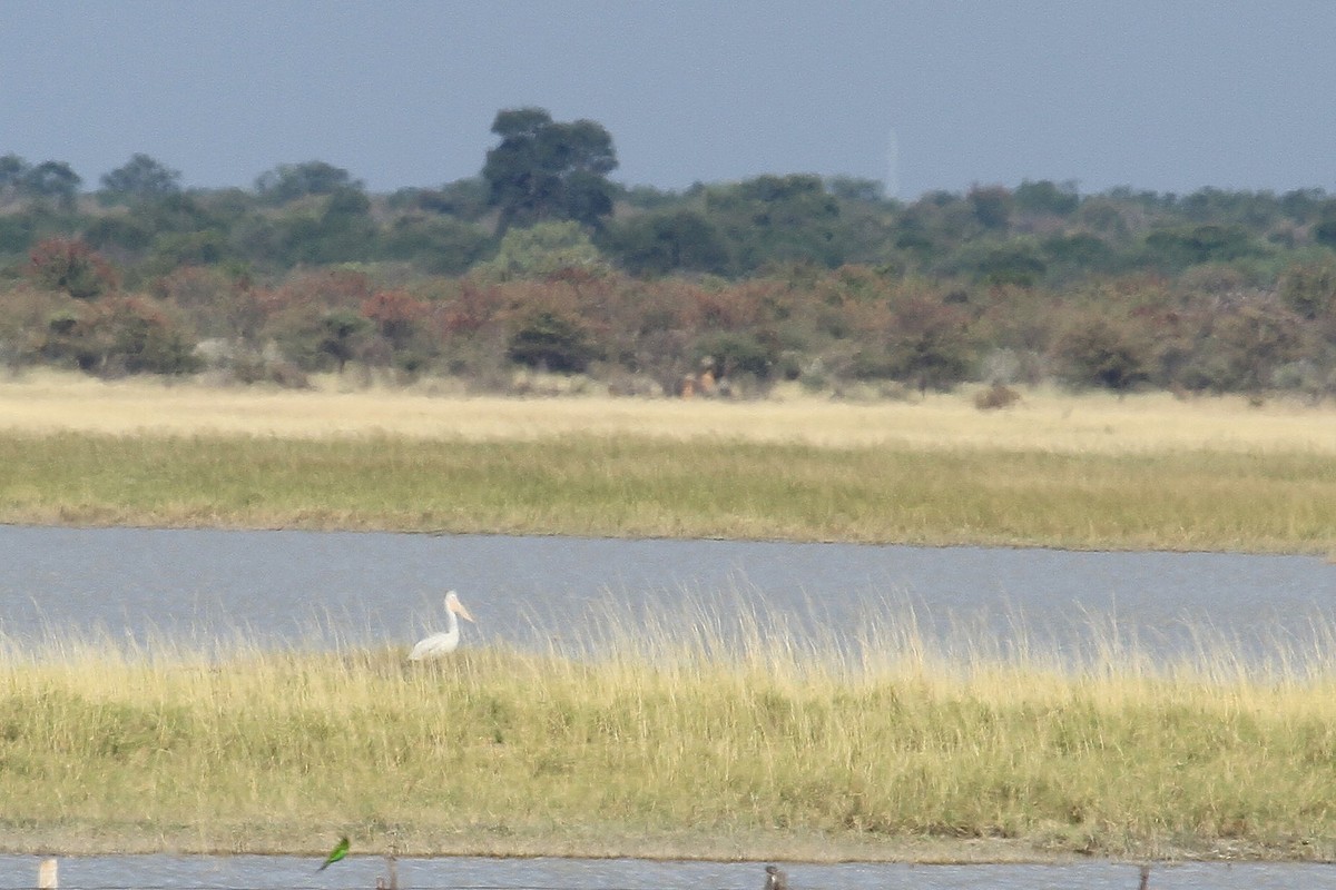 Pink-backed Pelican - ML308484081