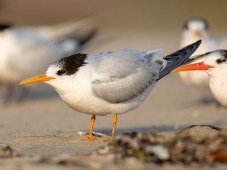  - Elegant Tern