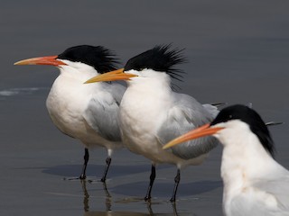  - Elegant Tern